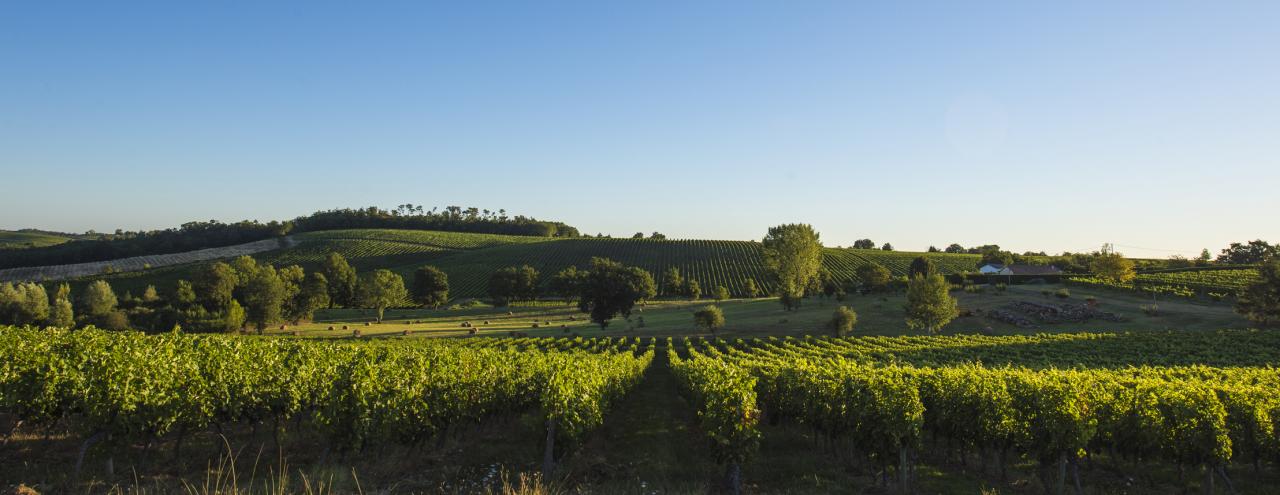 Vignobles du Médoc